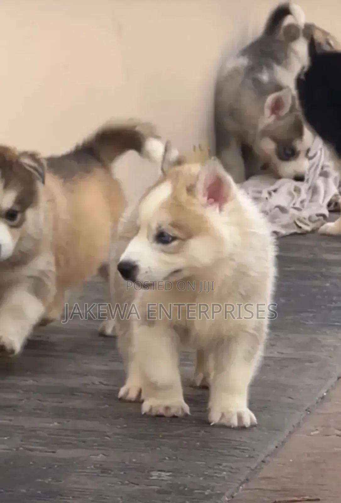 1-3 months Male Purebred Siberian Husky