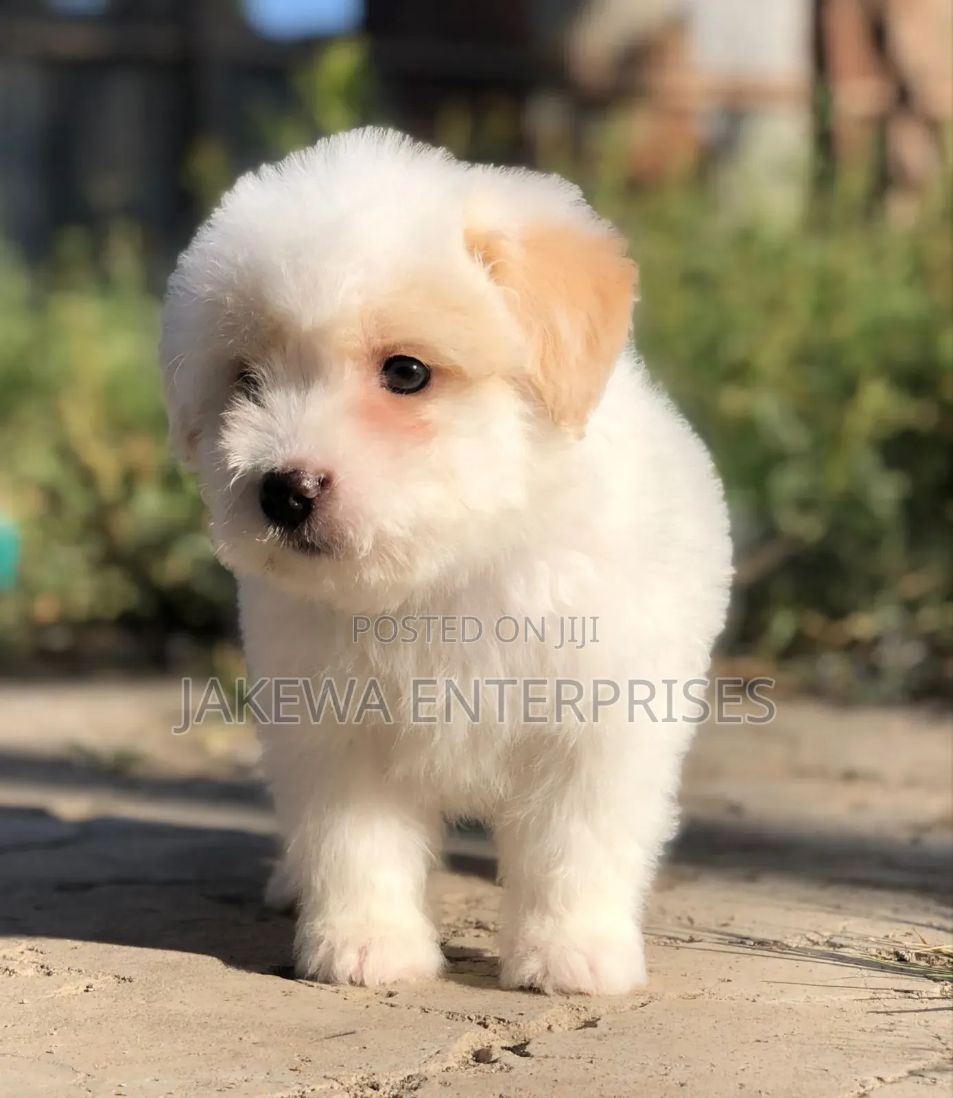 1-3 months Male Purebred Havanese