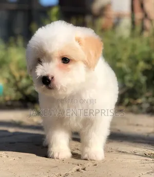 1-3 months Male Purebred Havanese