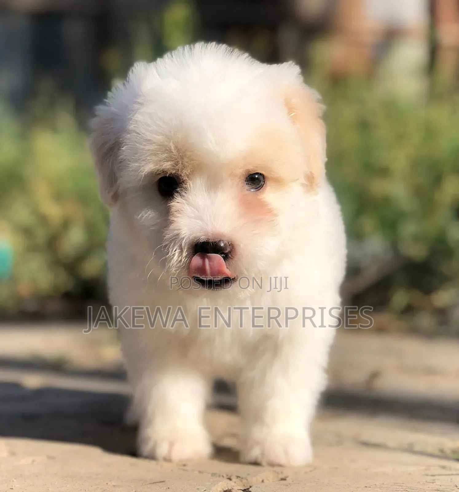 1-3 months Female Purebred Havanese