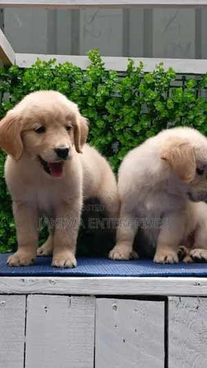 1-3 months Male Purebred Golden Retriever