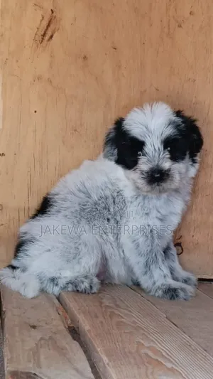 1-3 months Female Purebred Havanese