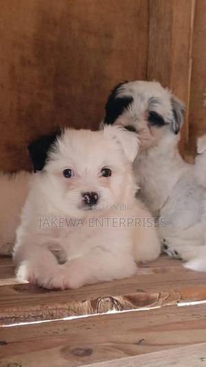 1-3 months Female Purebred Havanese - thumbnail 2