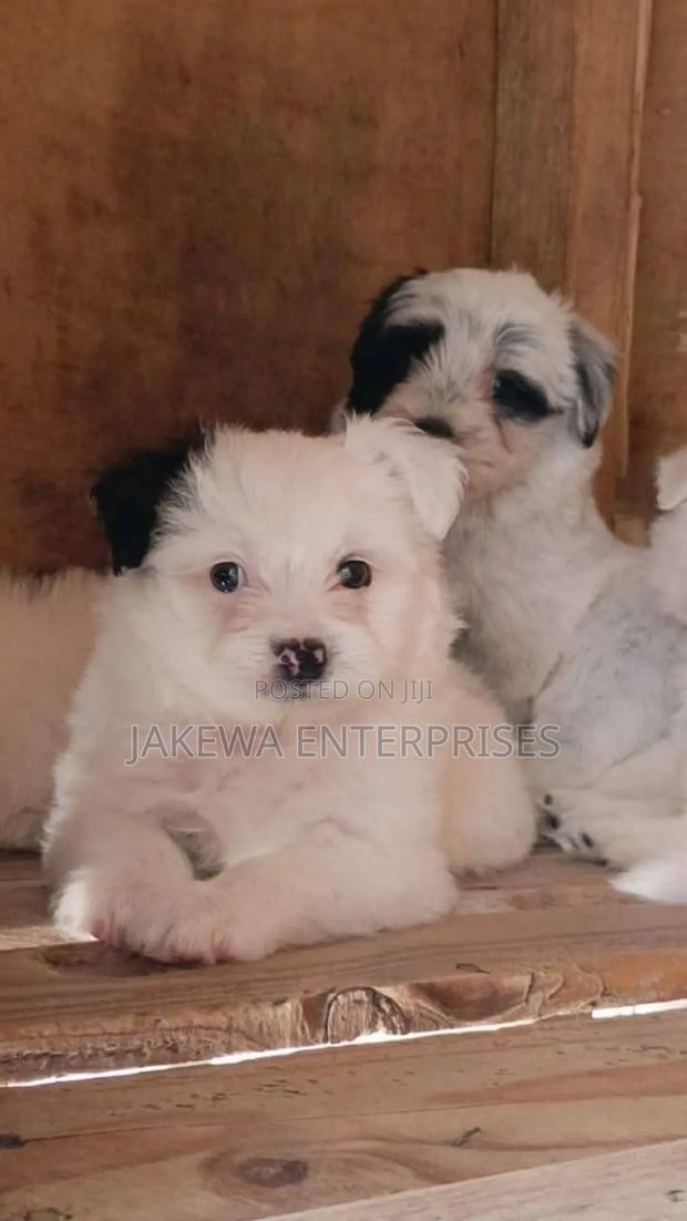 1-3 months Female Purebred Havanese - main view