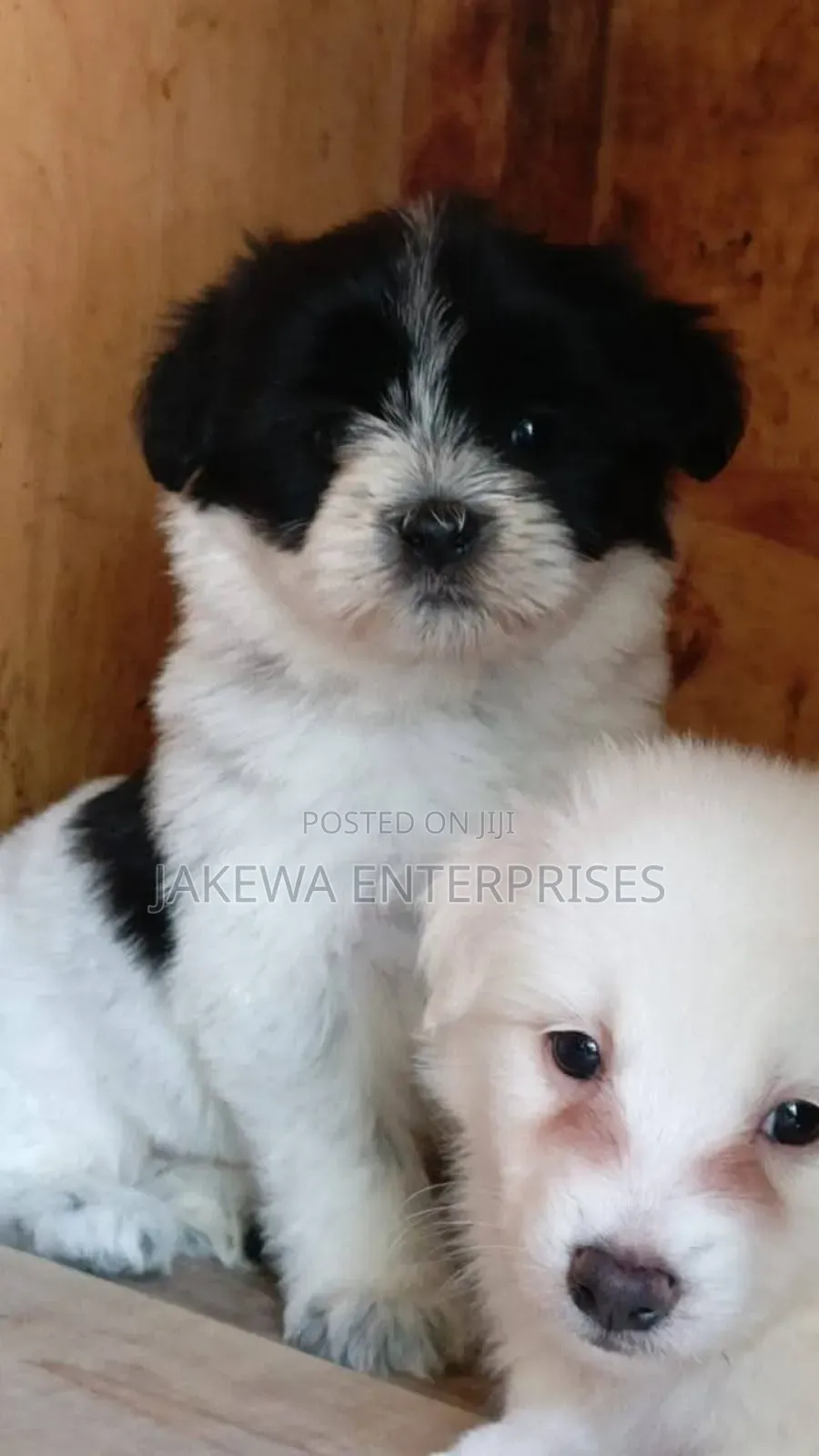1-3 months Male Purebred Havanese
