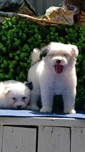 1-3 months Female Purebred Havanese - thumbnail 2