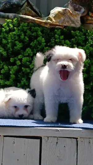 1-3 months Female Purebred Havanese
