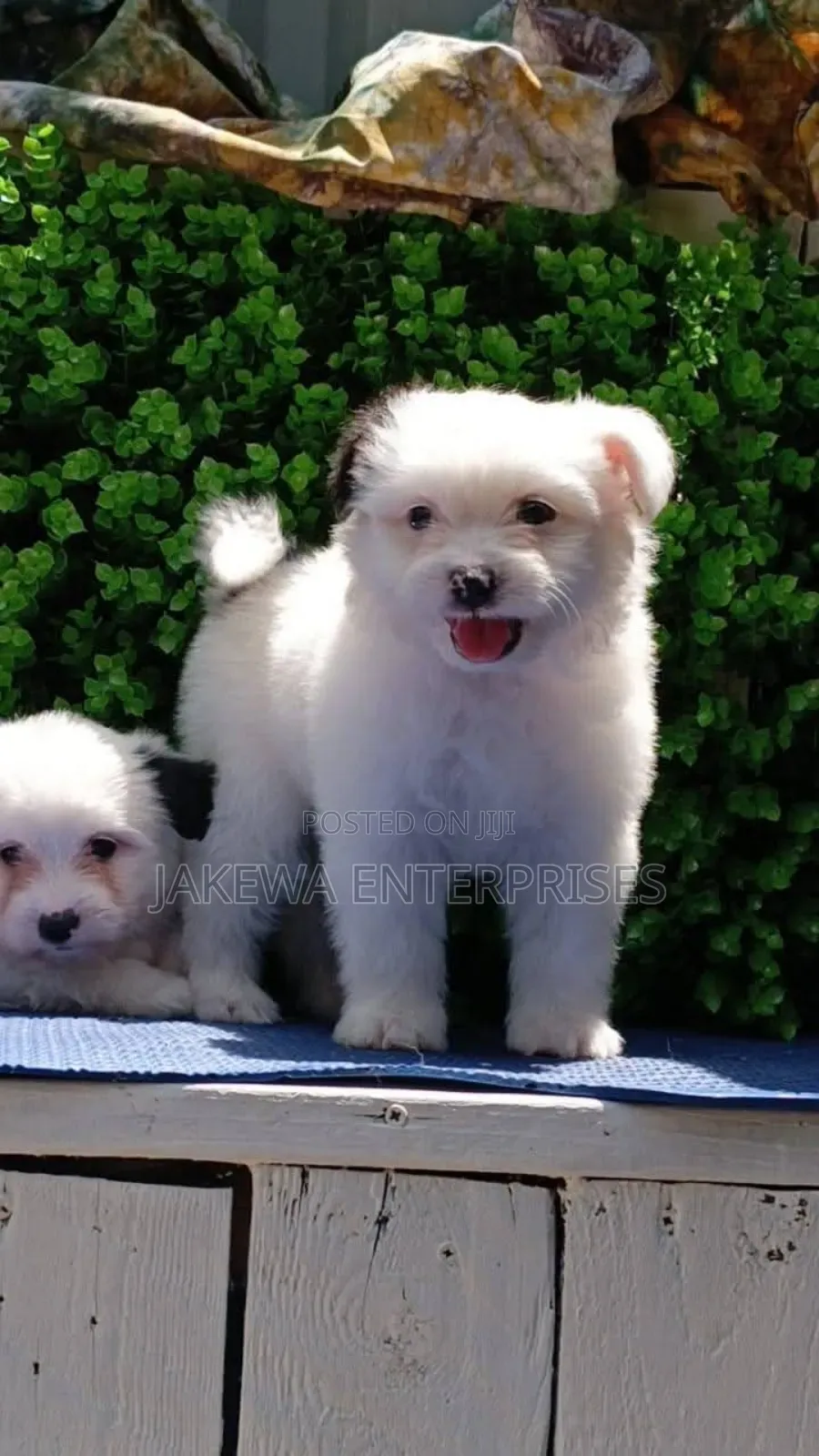 1-3 months Male Purebred Havanese