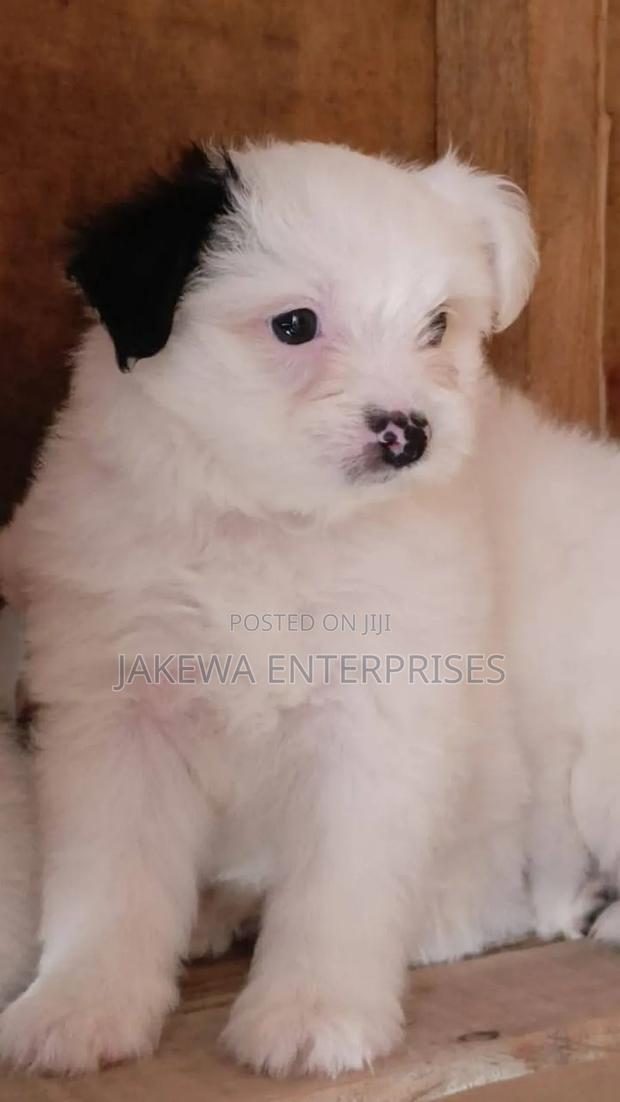 1-3 months Female Purebred Havanese - main view