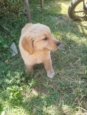 1-3 months Male Purebred Golden Retriever