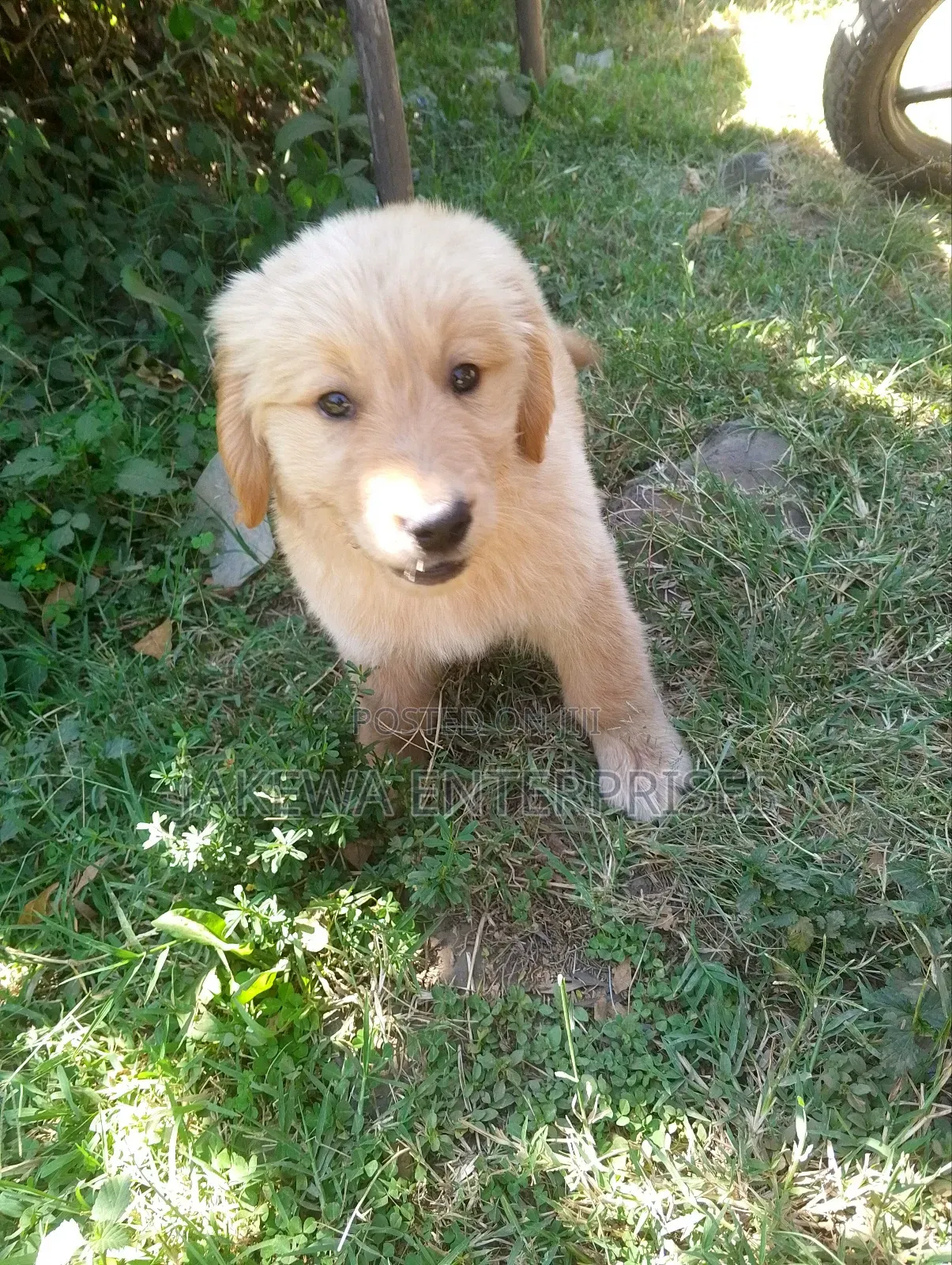 1-3 months Male Purebred Golden Retriever