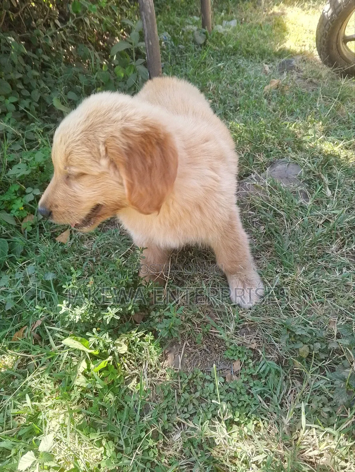 1-3 months Male Purebred Golden Retriever