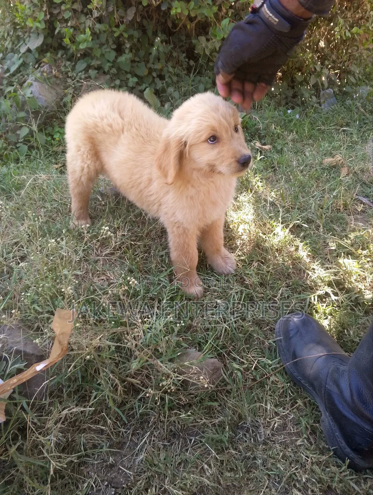 1-3 months Male Purebred Golden Retriever
