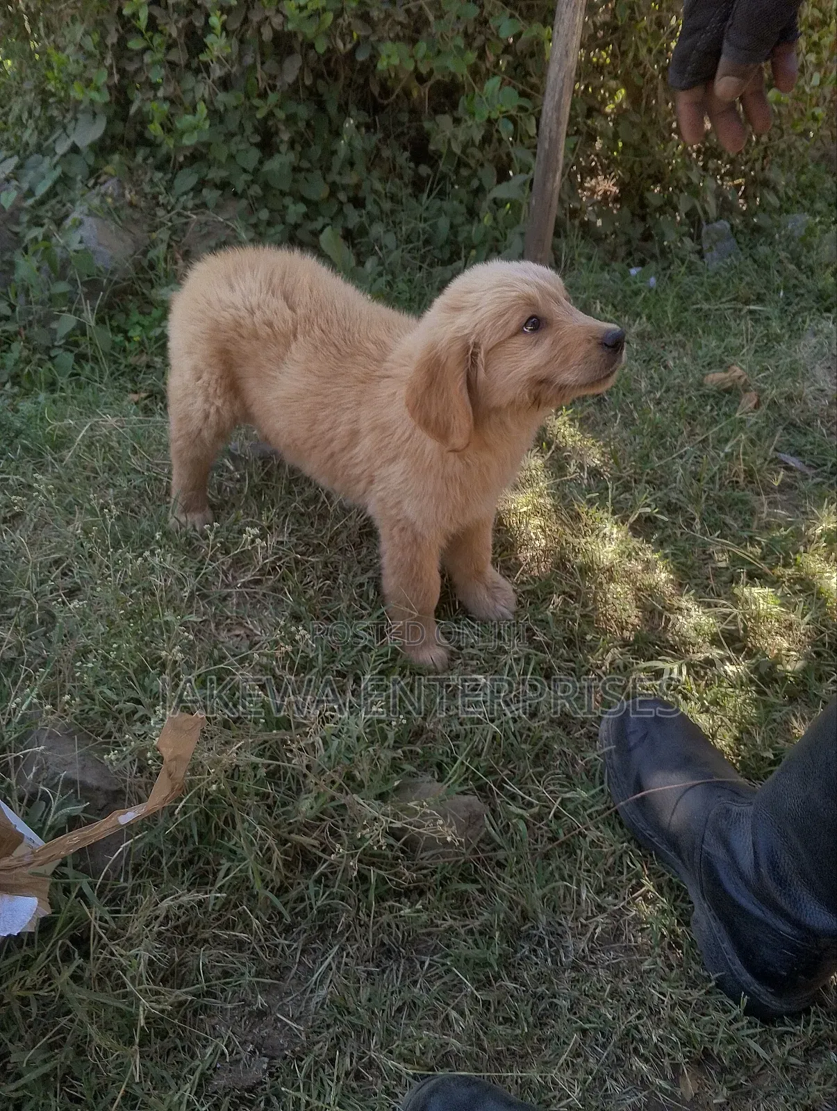 1-3 months Male Purebred Golden Retriever