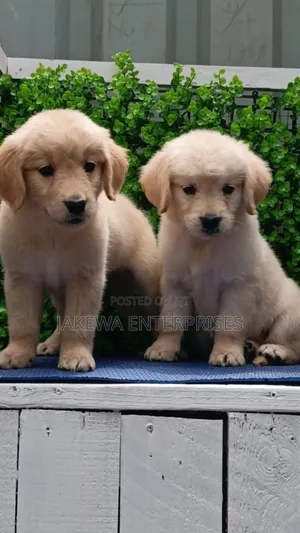 1-3 months Female Purebred Golden Retriever