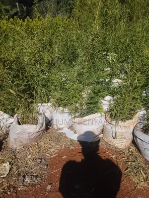 Bamboo Tall Plants,
