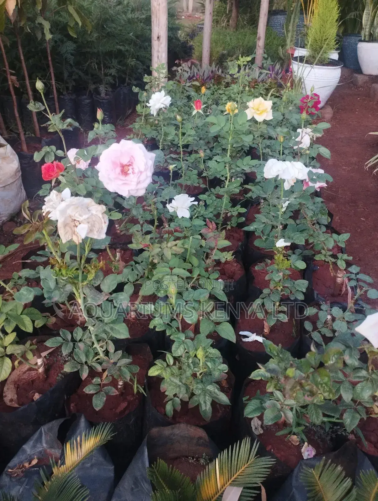Roses Plants,Rose Plants