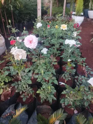 Roses Plants,Rose Plants