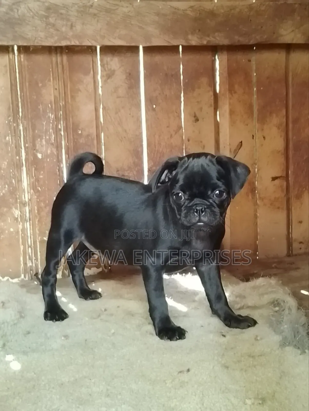 1-3 months Male Purebred Pug