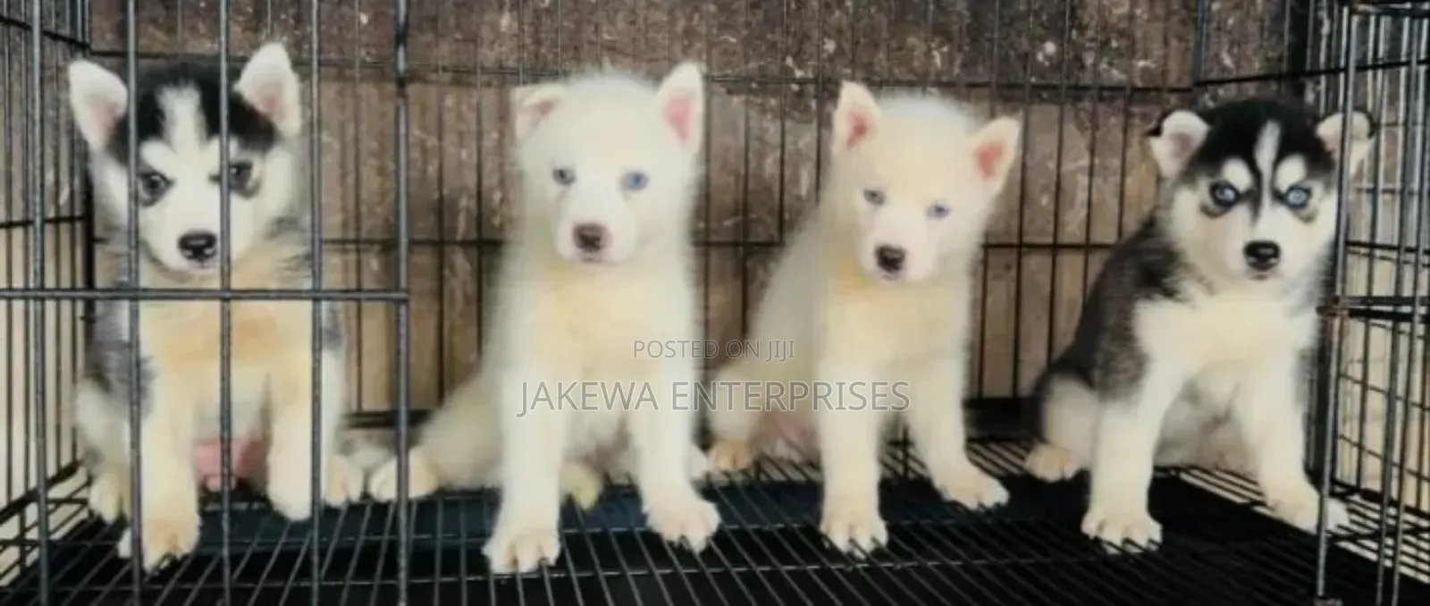 1-3 months Male Purebred Siberian Husky