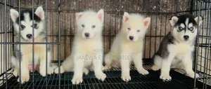 1-3 months Male Purebred Siberian Husky