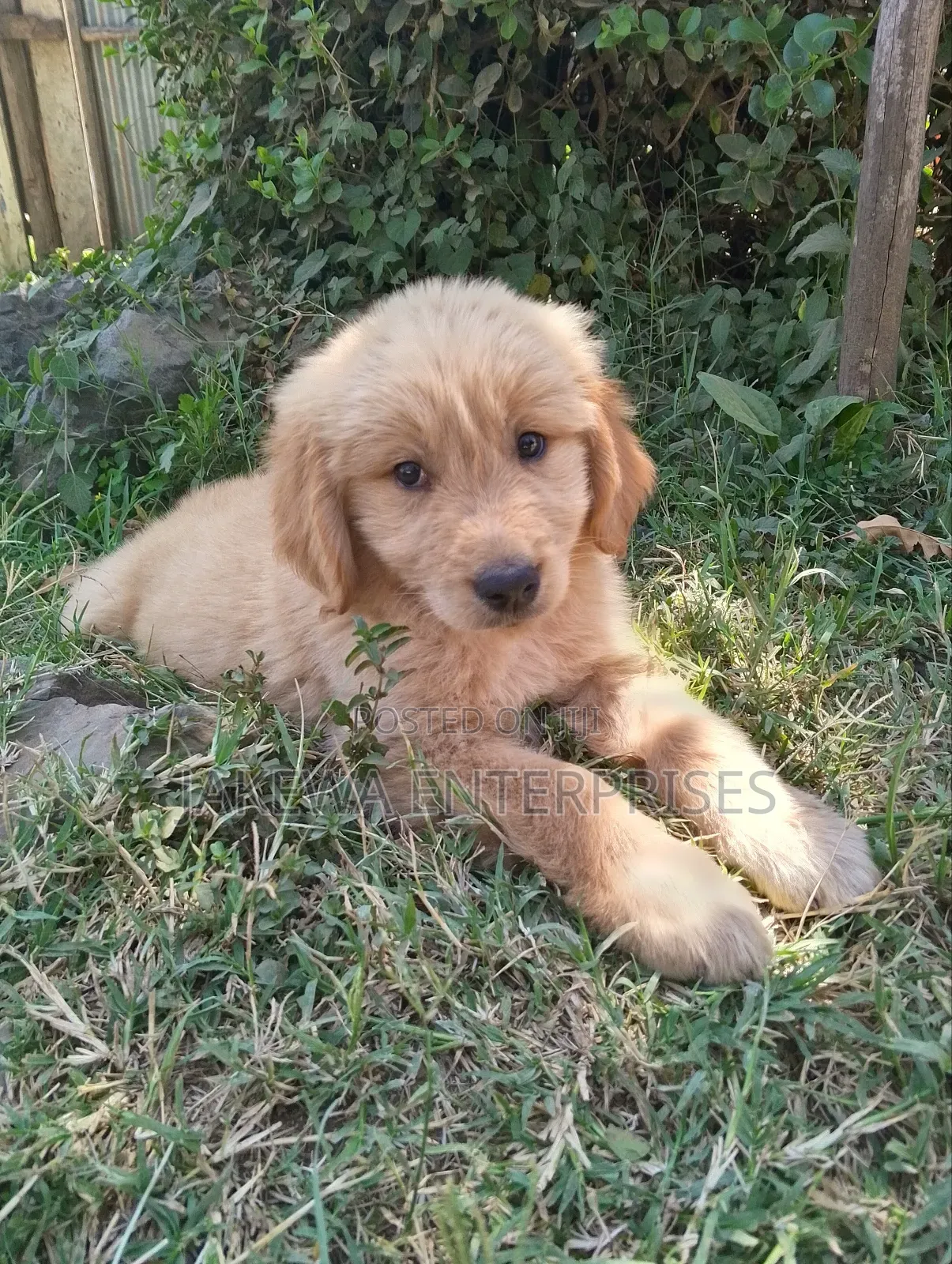 1-3 months Female Purebred Golden Retriever
