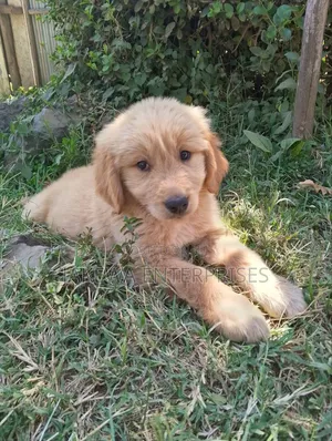 1-3 months Female Purebred Golden Retriever
