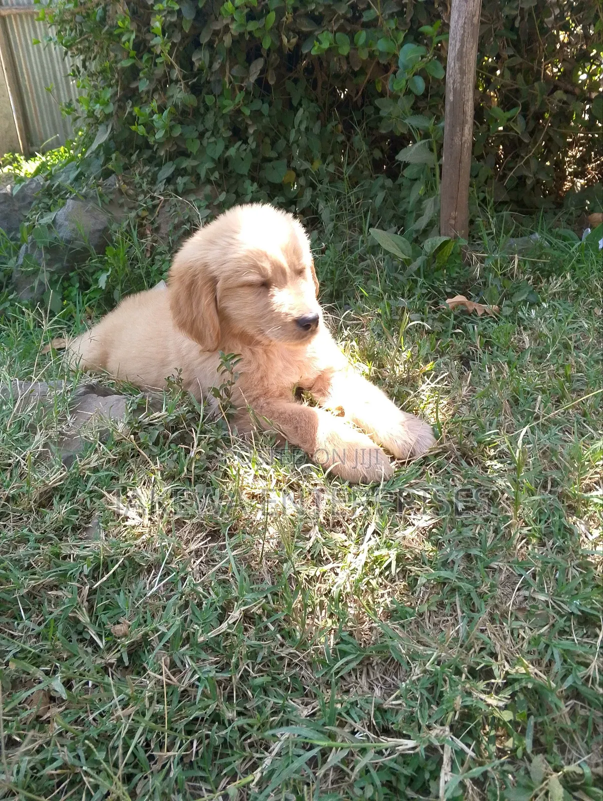 1-3 months Female Purebred Golden Retriever