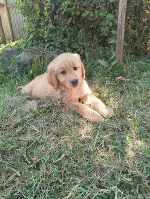 1-3 months Female Purebred Golden Retriever
