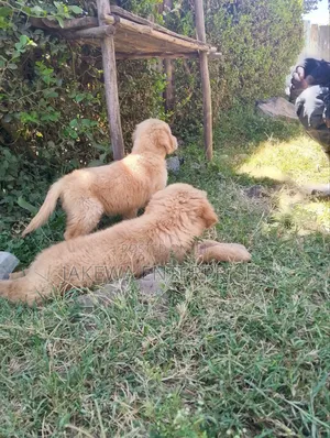 1-3 months Female Purebred Golden Retriever