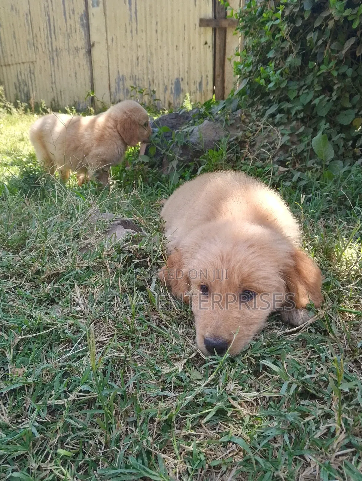 1-3 months Female Purebred Golden Retriever