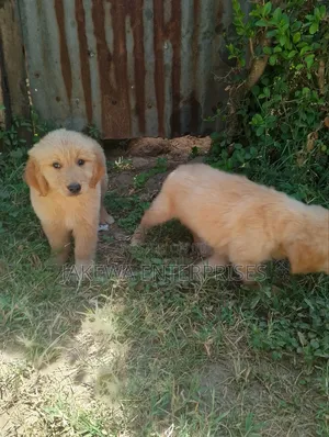 1-3 months Female Purebred Golden Retriever