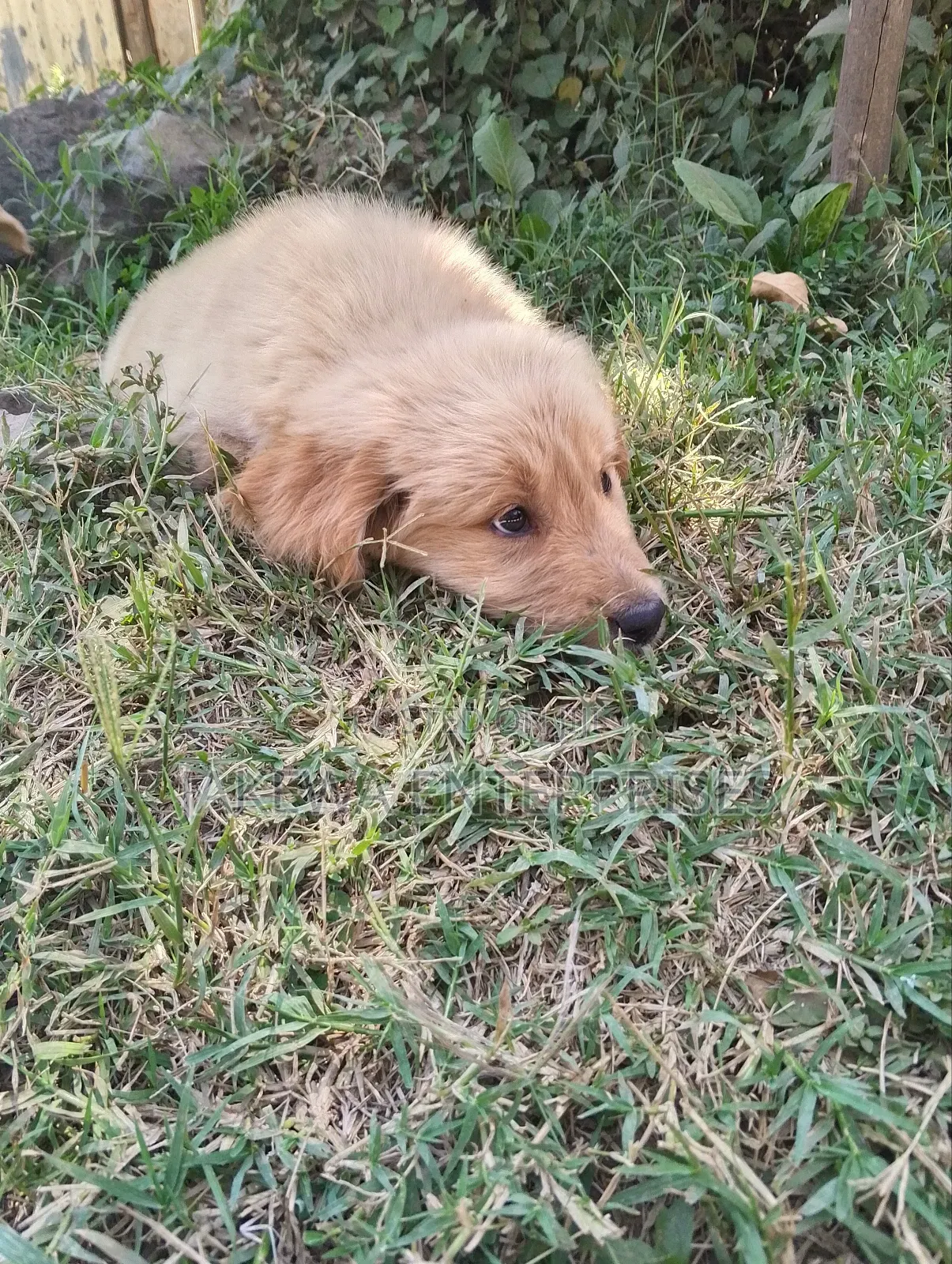 1-3 months Female Purebred Golden Retriever
