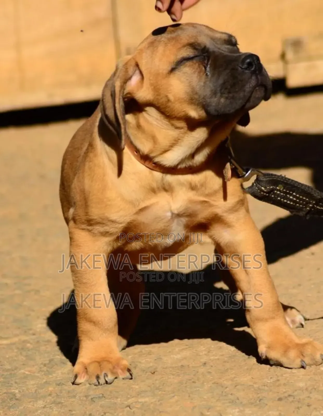 1-3 months Male Purebred Boerboel