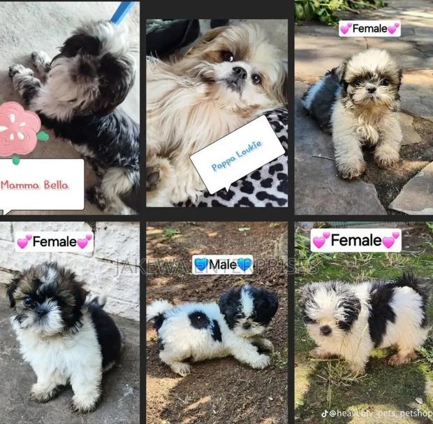 1-3 months Male Purebred Havanese - main view