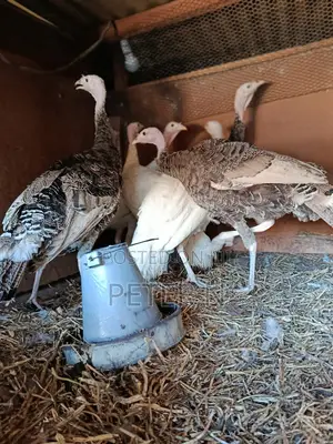 Female Turkey for Sale at 4000
