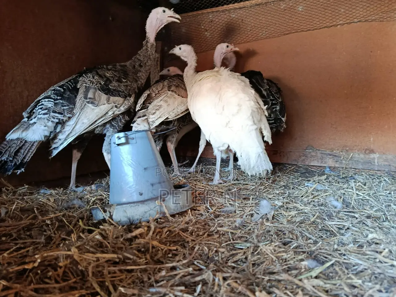 Female Turkey for Sale at 4000