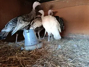 Female Turkey for Sale at 4000