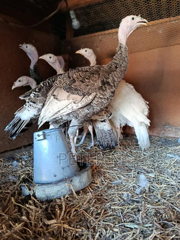 Female Turkey for Sale at 4000 - thumbnail 4