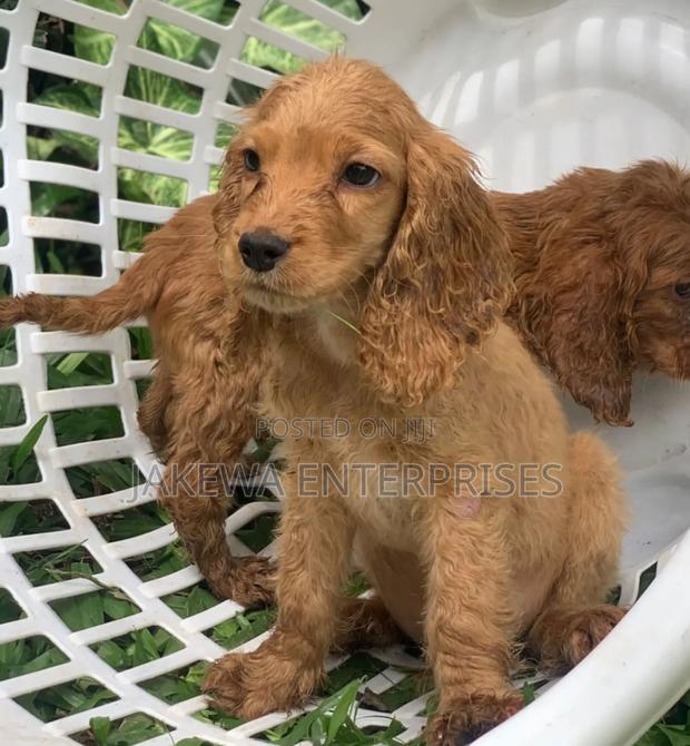 1-3 months Male Purebred Cocker Spaniel - main view