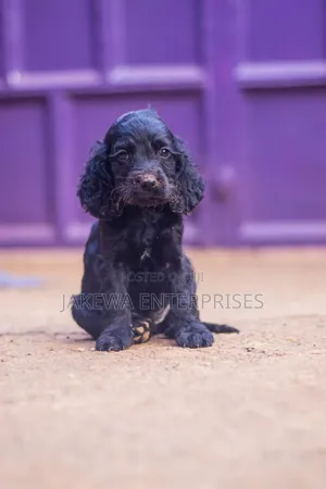 1-3 months Male Purebred Cocker Spaniel