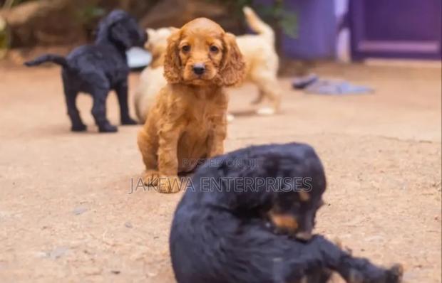 1-3 months Male Purebred Cocker Spaniel - main view