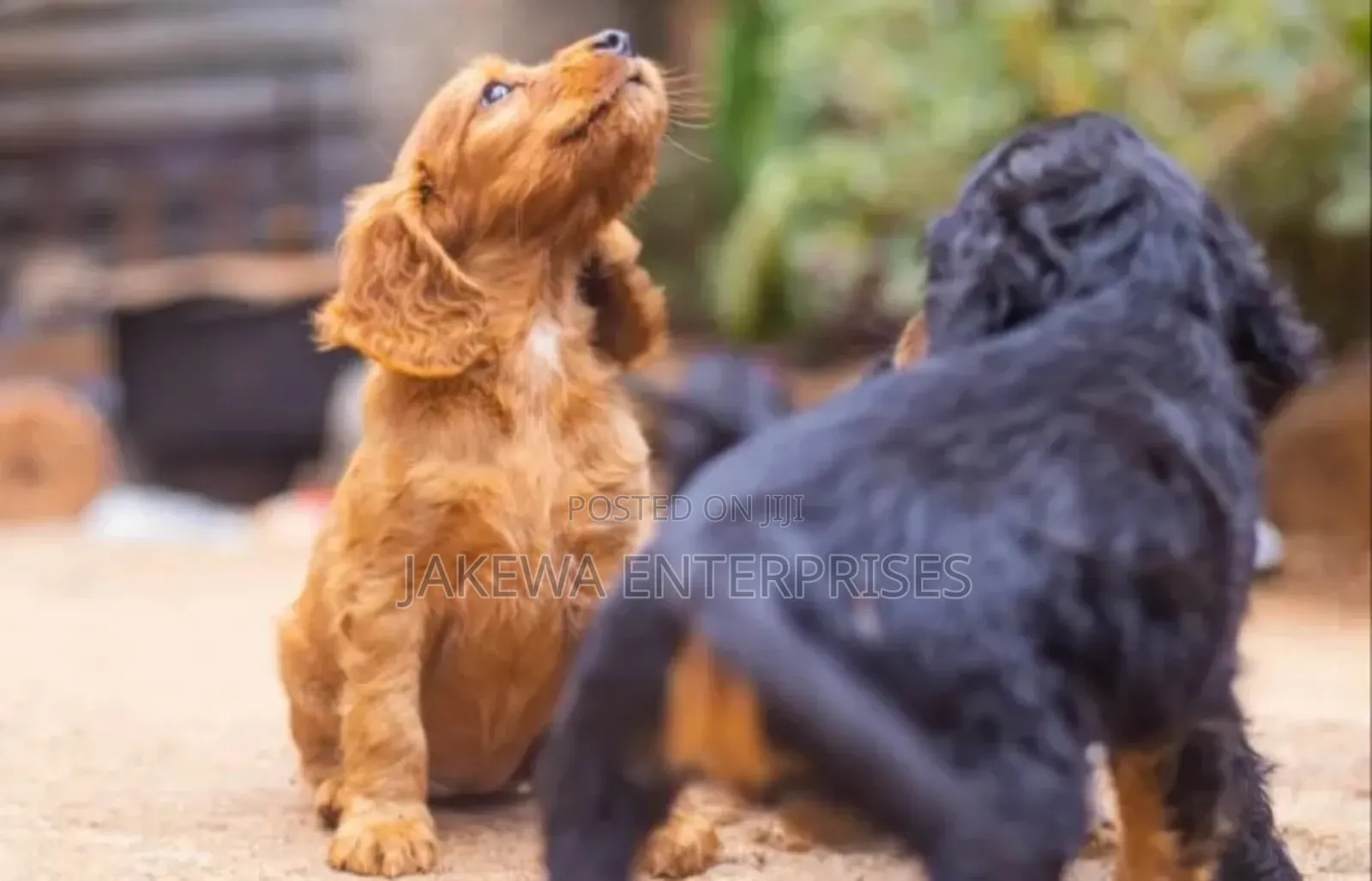 1-3 months Male Purebred Cocker Spaniel