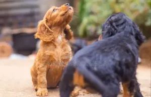 1-3 months Male Purebred Cocker Spaniel