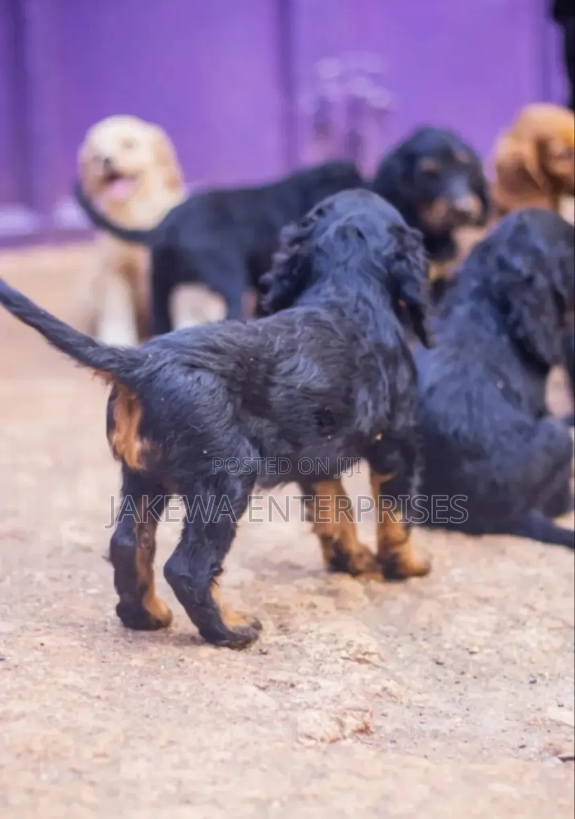 1-3 months Male Purebred Cocker Spaniel