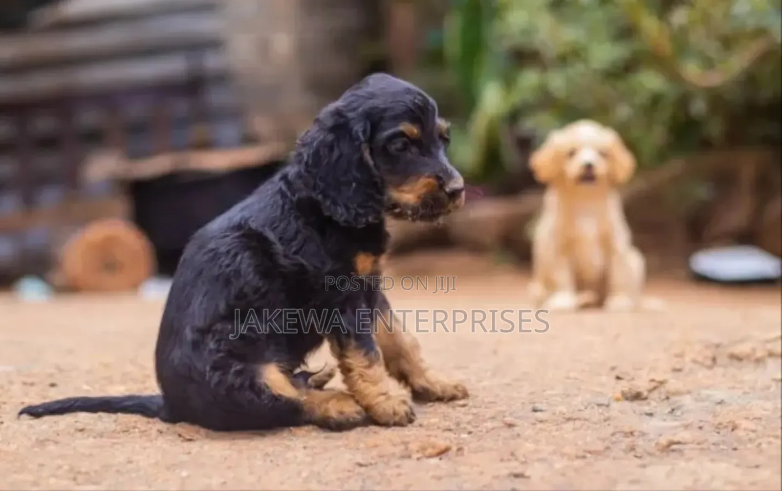 1-3 months Male Purebred Cocker Spaniel