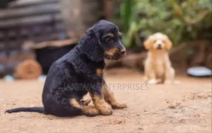 1-3 months Male Purebred Cocker Spaniel
