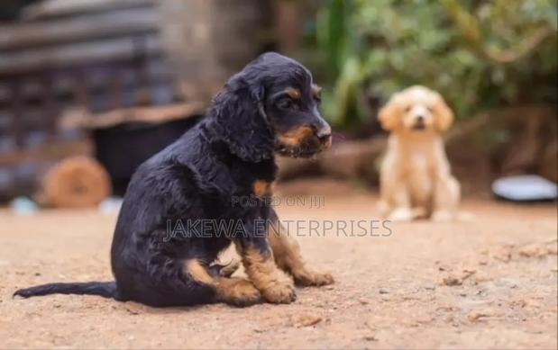 1-3 months Male Purebred Cocker Spaniel - thumbnail 5