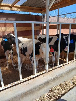 3rd Gen . Pedigree Heifers - thumbnail 2