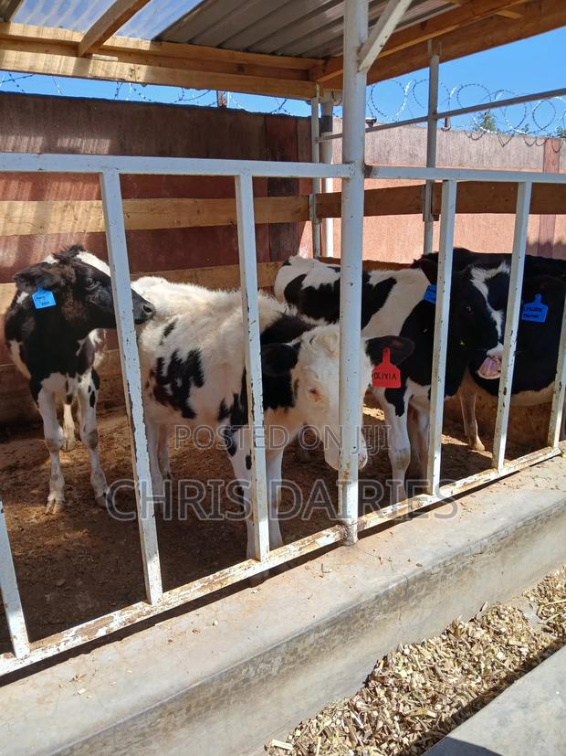 3rd Gen . Pedigree Heifers - main view